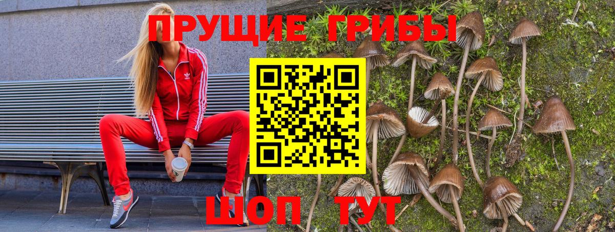 Псилоцибиновые грибы Cubensis  Вход с VPN  Кирово-Чепецк  Псилоцибиновые грибы мицелий 